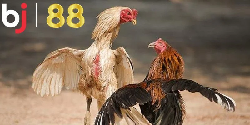 Thông tin cơ bản về đá gà cựa dao